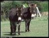 Donkeys (Equus asinus)