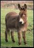 Donkey (Equus asinus)