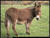 Donkey (Equus asinus)