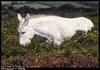 White Donkey (Equus asinus)