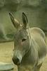 Donkey (Equus asinus)