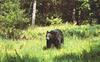 American Black Bear (Ursus americanus)