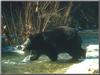 American Black Bear (Ursus americanus)