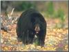 American Black Bear (Ursus americanus)