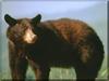 American Black Bear (Ursus americanus)