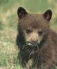 American Black Bear cub (Ursus americanus)