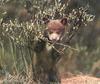 American Black Bear cub (Ursus americanus)