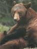 American Black Bear mother and cub (Ursus americanus)