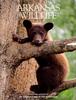 American Black Bear cub (Ursus americanus)