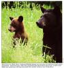 American Black Bear mother and cub (Ursus americanus)