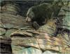 [Animal Art - Robert Bateman] American Black Bear (Ursus americanus)
