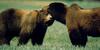 American Black Bears (Ursus americanus)