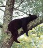 American Black Bear (Ursus americanus)