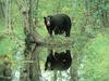 American Black Bear (Ursus americanus)