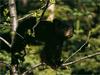 American Black Bear cub (Ursus americanus)