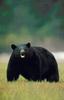 American Black Bear (Ursus americanus)