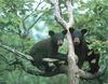 American Black Bear cubs (Ursus americanus)
