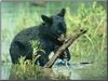 American Black Bear cub (Ursus americanus)