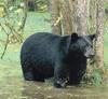 American Black Bear (Ursus americanus)