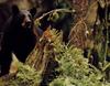 American Black Bear (Ursus americanus)