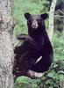 American Black Bear (Ursus americanus)