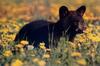 American Black Bear cub (Ursus americanus)