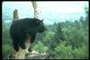 American Black Bear (Ursus americanus)