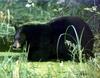 American Black Bear (Ursus americanus)