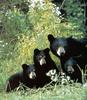 American Black Bears (Ursus americanus)