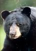 American Black Bear (Ursus americanus)