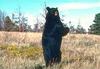 American Black Bear (Ursus americanus)