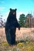 American Black Bear (Ursus americanus)