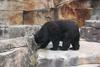 American Black Bear (Ursus americanus)