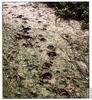 Bear Tracks