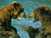 Brown Bears (Ursus arctos)