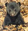 Bear cub