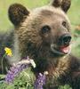 Bear cub