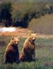 Brown Bears