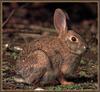 Brush Rabbit (Sylvilagus bachmani)