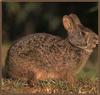 Marsh Rabbit (Sylvilagus palustris)