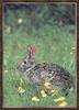 Swamp Rabbit (Sylvilagus aquaticus)