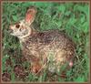 Swamp Rabbit (Sylvilagus aquaticus)