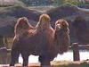 Bactrian Camel (Camelus bactrianus)