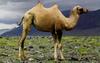 Bactrian Camel (Camelus bactrianus)