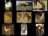 Verious camelidae animals