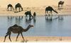 Dromedary Camels (Camelus dromedarius)