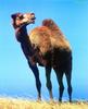 Dromedary Camel (Camelus dromedarius)