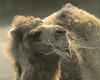 Dromedary Camel (Camelus dromedarius)