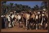 Dromedary Camels (Camelus dromedarius)
