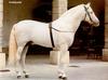Andalusian Horse (Equus caballus)